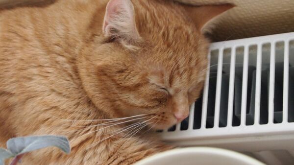 Кошка греется на батарее - Sputnik Латвия