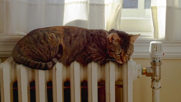 Кошка греется на батарее - Sputnik Латвия
