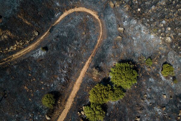 Лес после тушения пожара на горе Гильбоа, Израиль. - Sputnik Латвия