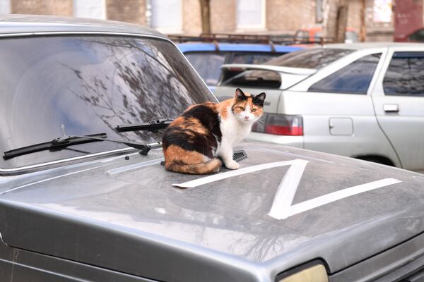 Кошка на капоте автомобиля в Мариуполе - Sputnik Латвия