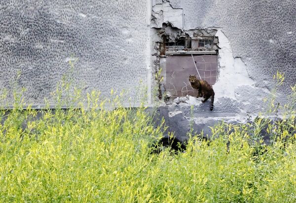 Уличный кот сидит на бетонном заборе, частично разрушенном в результате обстрела со стороны ВСУ в Донецке - Sputnik Латвия
