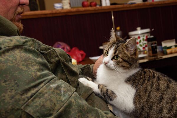 Кошка в расположении добровольческого отряда Крым в Запорожской области - Sputnik Латвия