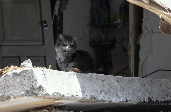 Котенок в разрушенном доме на одной из улиц в Мариуполе - Sputnik Латвия