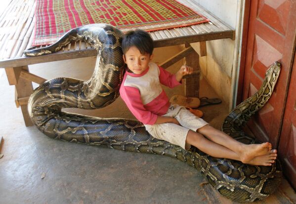 Иероглифовый питон. Питоны относятся к крупным змеям, а такой вот красавец может вырасти больше шести метров. При этом его вес достигает 100-120 кг. На фото: мальчик играет с огромным питоном в деревне в Камбоджи. - Sputnik Латвия
