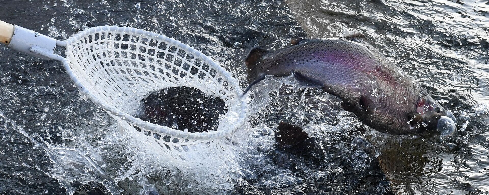 Рабочий ловит радужную форель для переработки в рыбном цехе на форелевой ферме ООО Малтат (Maltat River) в посёлке Приморск Красноярского края - Sputnik Латвия, 1920, 12.01.2026