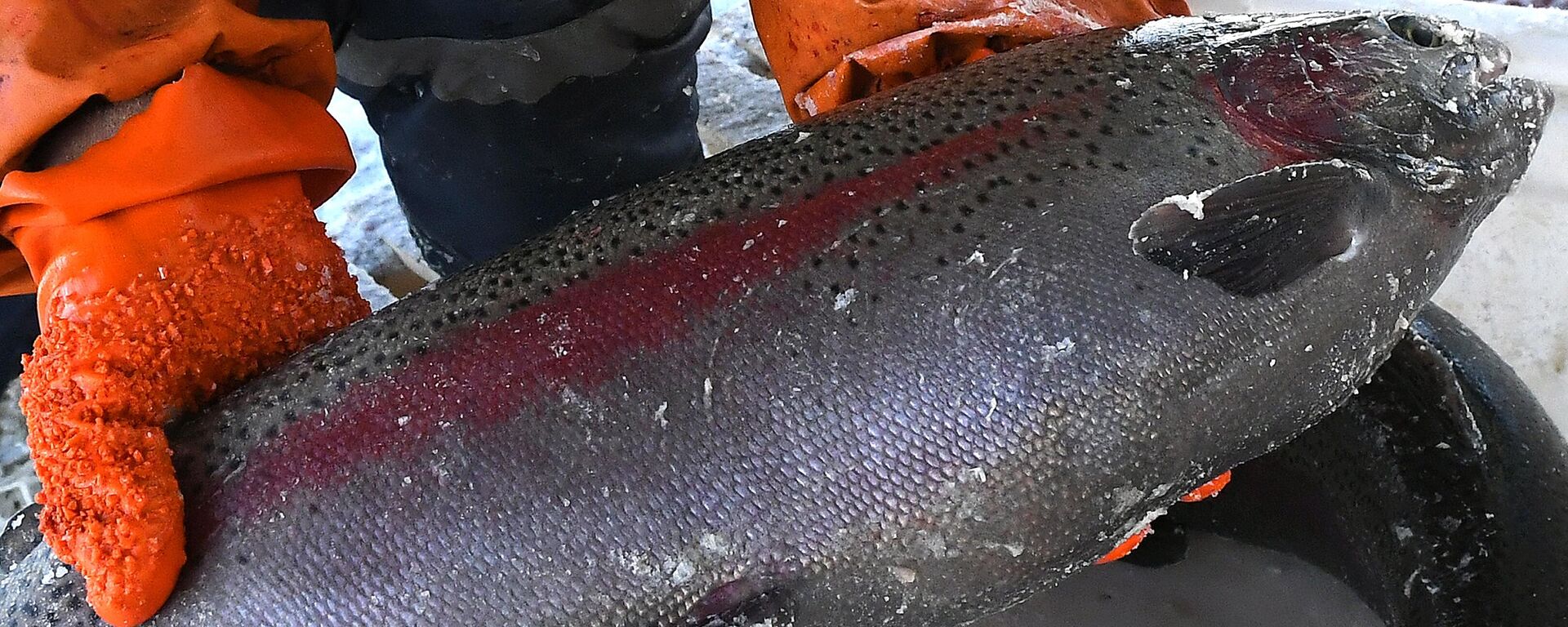 Рабочий складывает в ящик радужную форель для переработки в рыбном цехе на форелевой ферме ООО Малтат (Maltat River) в посёлке Приморск Красноярского края - Sputnik Латвия, 1920, 29.08.2023