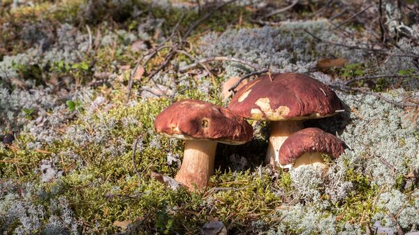 Белые грибы в Суоярвском районе Карелии - Sputnik Латвия