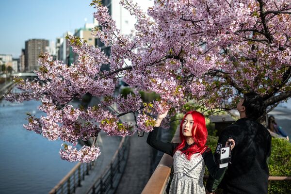 Нежно-розовые лепестки распускающихся бутонов - символ весны и юности.На фото: цветение вишни в Токио. - Sputnik Латвия