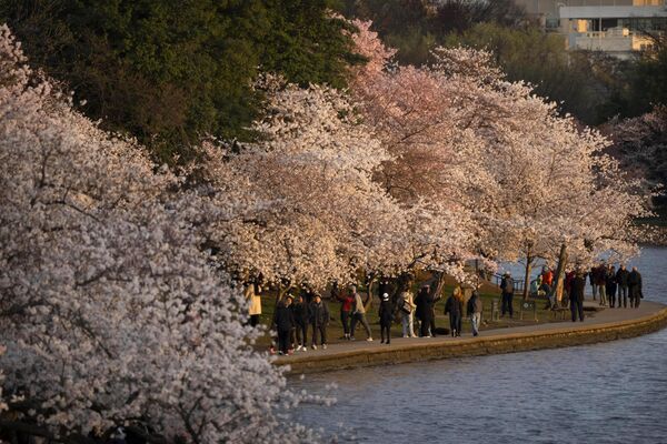 Обычно сакура цветет около недели. Эти дни превращаются для городских жителей в настоящий праздник! На фото: цветение вишни в  Вашингтоне. - Sputnik Латвия