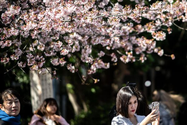 Жители мегаполисов мира не могут отказать себе в удовольствии запечатлеть снежно-розовые моря цветов.На фото: цветение вишни в Токио. - Sputnik Латвия