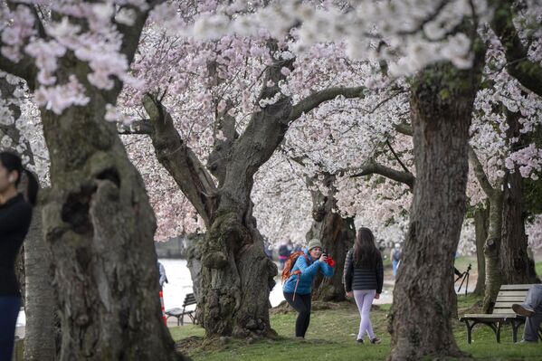 Цветение сакуры всегда привлекает внимание не только горожан, но и многочисленных туристов. На фото: цветение вишни в  Вашингтоне. - Sputnik Латвия