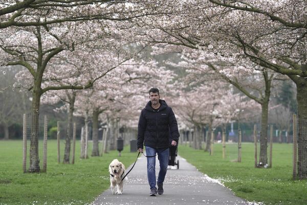 В парки, где цветут японские вишни, люди приходят не только семьями, но иногда берут с собой домашних питомцев.На фото: цветение вишни в Лондоне. - Sputnik Латвия