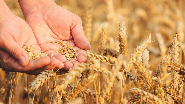 Зерна пшеницы в руках - Sputnik Латвия