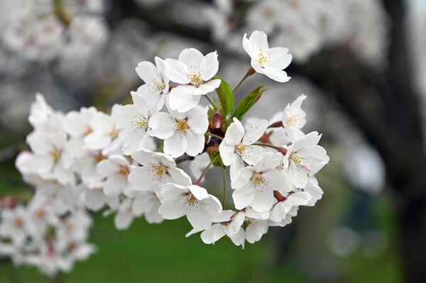 В парке Тиунэ Сугихары первые цветы сакуры распустились в понедельник, а через в розово-белый цвет окрасился весь парк. - Sputnik Латвия