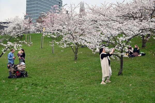На фото: люди фотографируются на фоне цветущей сакуры в парке Тиунэ Сугихары в Вильнюсе. - Sputnik Латвия