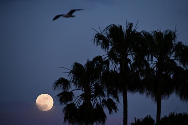 Полная луна рядом с пальмами в Каннах, на юге Франции. - Sputnik Латвия