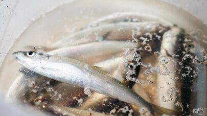 Ловля салаки в Балтийске