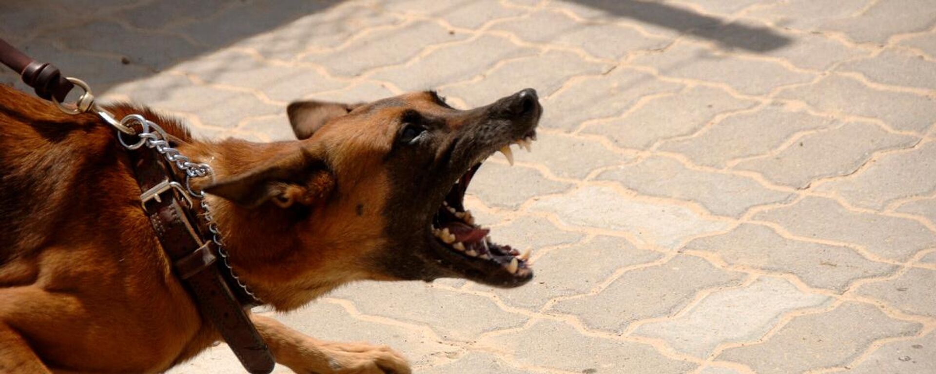 Злая собака - Sputnik Латвия, 1920, 05.03.2026