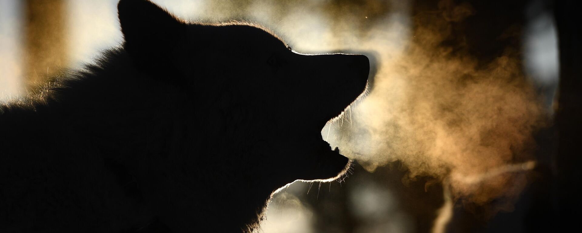 Рождественский заезд - 2020 в Новосибирской области - Sputnik Латвия, 1920, 08.05.2025