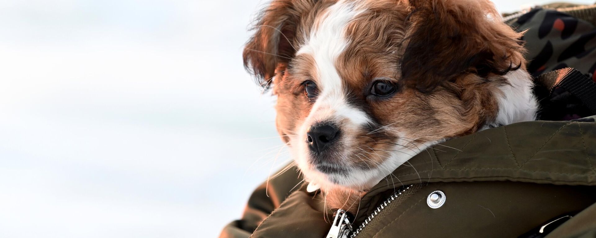 Собака греется под курткой хозяйки - Sputnik Латвия, 1920, 28.11.2025