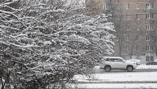 Деревья в городе покрылись снегом  - Sputnik Латвия