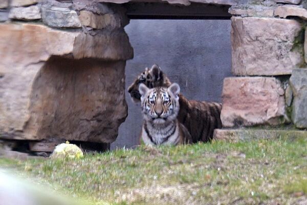 В начале 2025 года у пары амурских тигров Тайги и Августа, живущих в Рижском зоопарке, родились тигрята - Sputnik Латвия