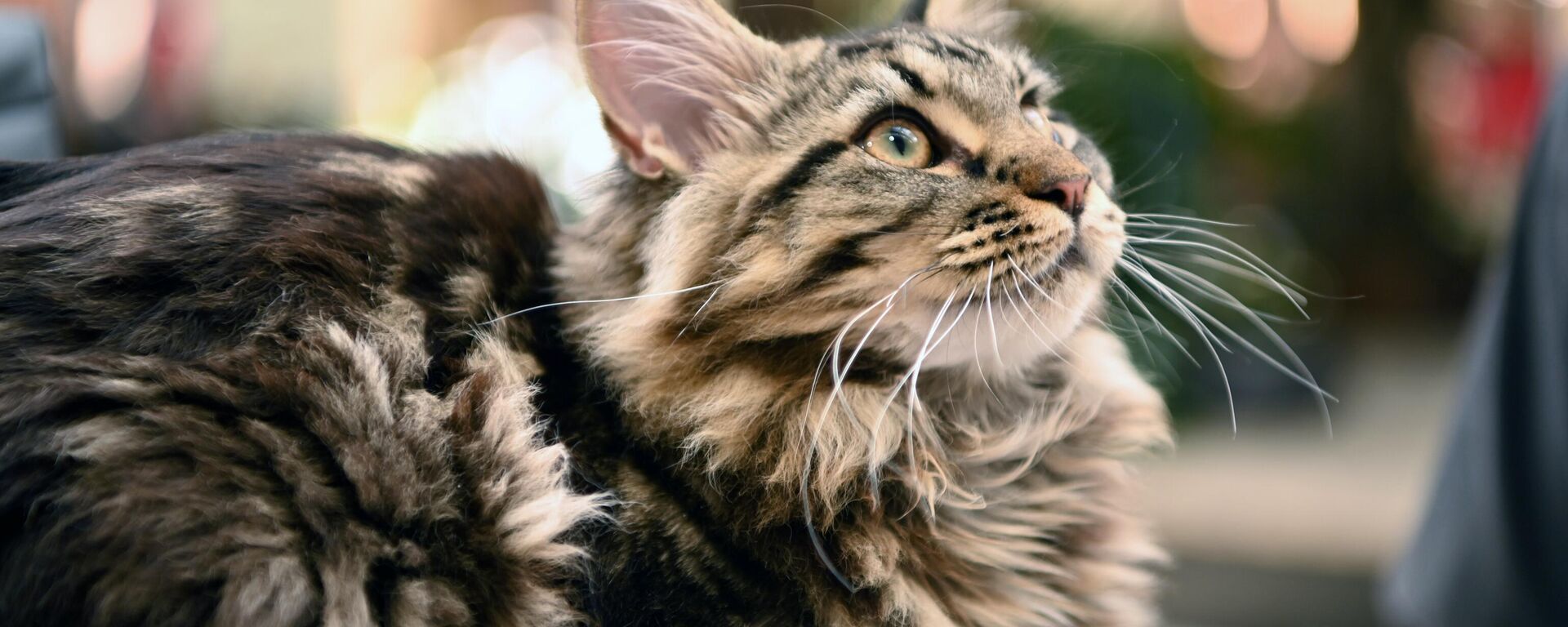 Международная выставка кошек в Вильнюсе - Sputnik Латвия, 1920, 18.12.2025