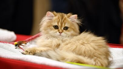 Международная выставка кошек в Вильнюсе