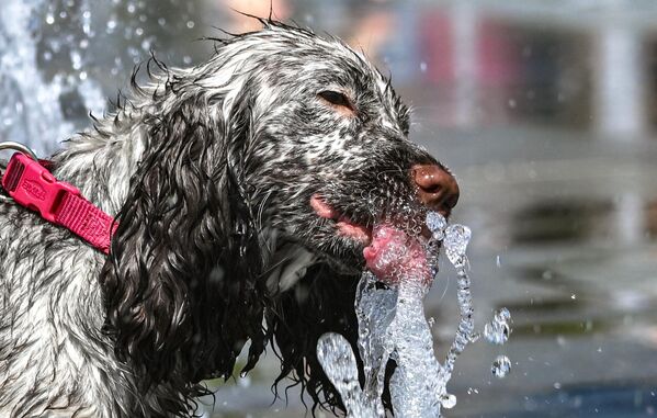 Собака пьет из фонтана в парке &quot;Ходынское поле&quot; - Sputnik Латвия