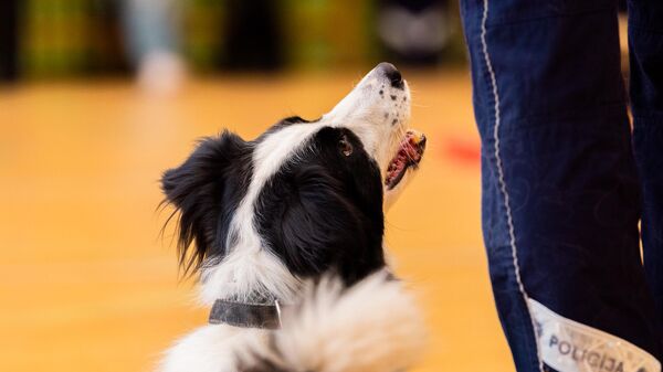 Служебная собака с кинологом  - Sputnik Латвия