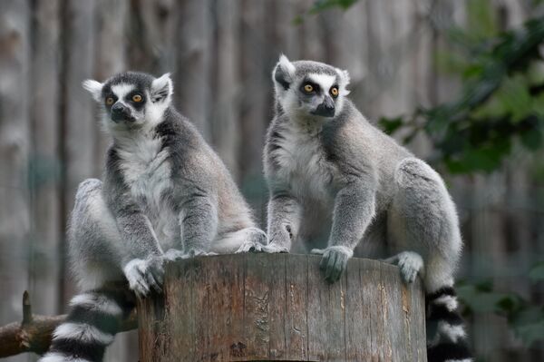 В 1987 году в Рижском зоопарке насчитывалось 2150 животных 405 видов - Sputnik Латвия