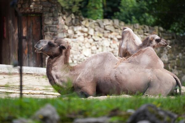 Питомцы Рижского зоопарка  - Sputnik Латвия