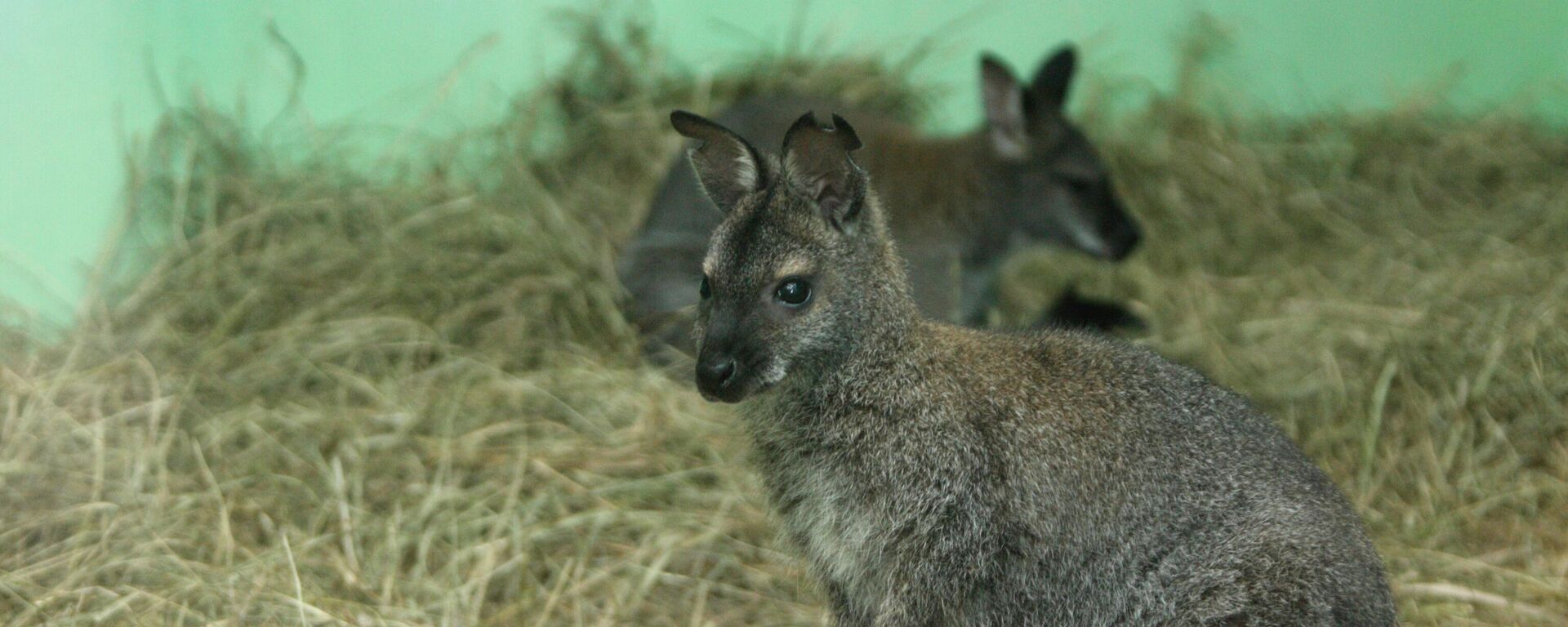 Кенгуру Беннета - Sputnik Латвия, 1920, 02.11.2021