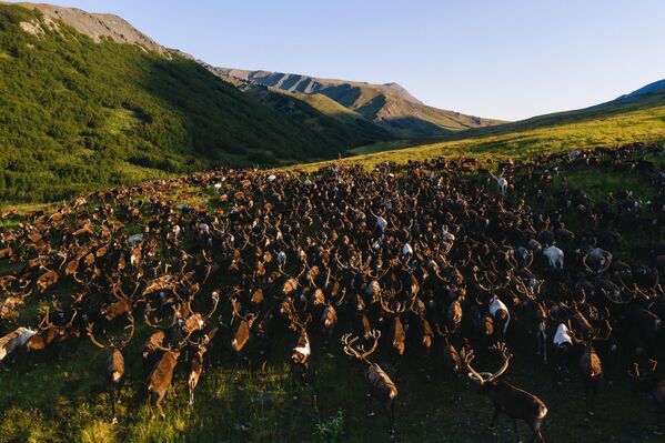 Снимок стада северных оленей фотографа Андрея Белавина, представленный на фотовыставке С высоты птичьего полета - Sputnik Латвия
