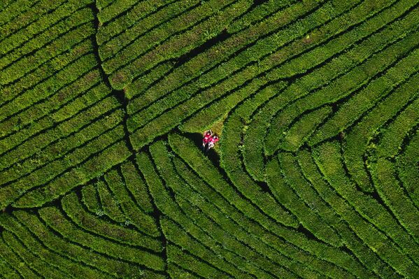 Снимок чайной плантации в Мацесте фотографа Андрея Белавина, представленный на фотовыставке С высоты птичьего полета - Sputnik Латвия