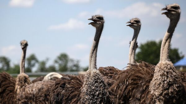 Страусиная ферма  - Sputnik Латвия