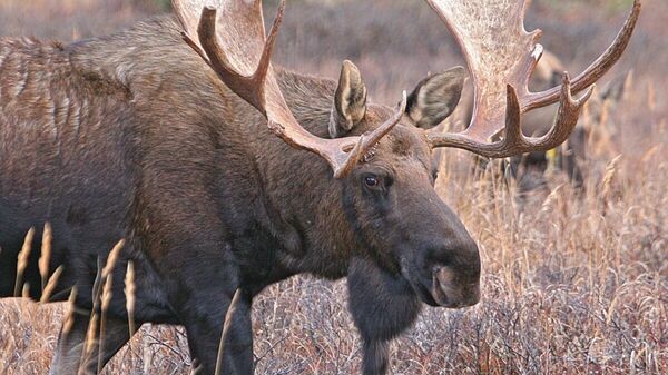 Лось - Sputnik Латвия