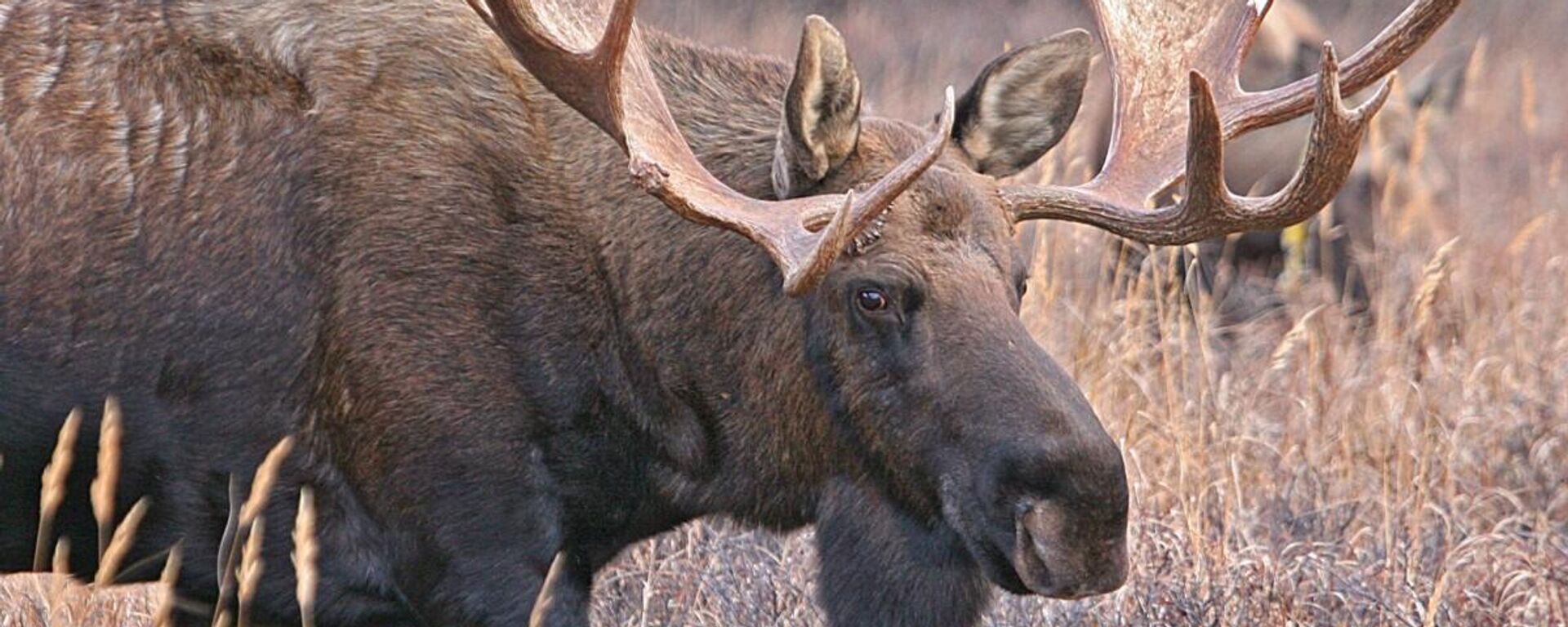 Лось - Sputnik Латвия, 1920, 19.08.2025