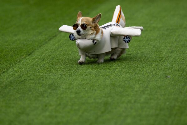 Забег состоялся на территории крупнейшего парка города – Вингис - Sputnik Латвия