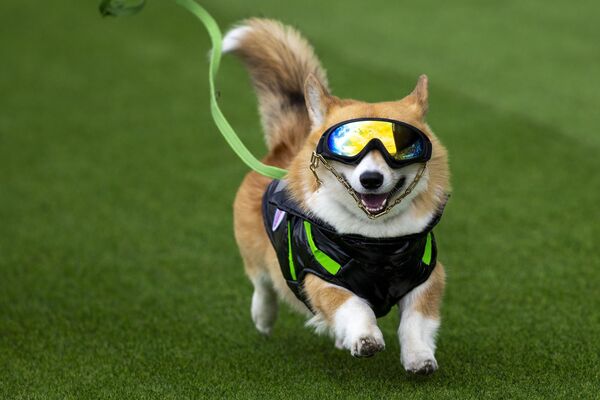 Международные гонки корги в Литве - Sputnik Латвия