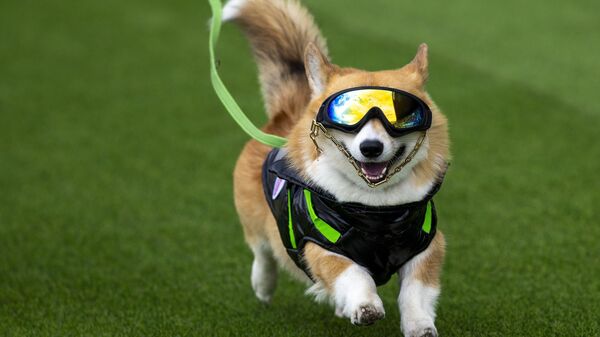 Международные гонки корги в Литве - Sputnik Латвия