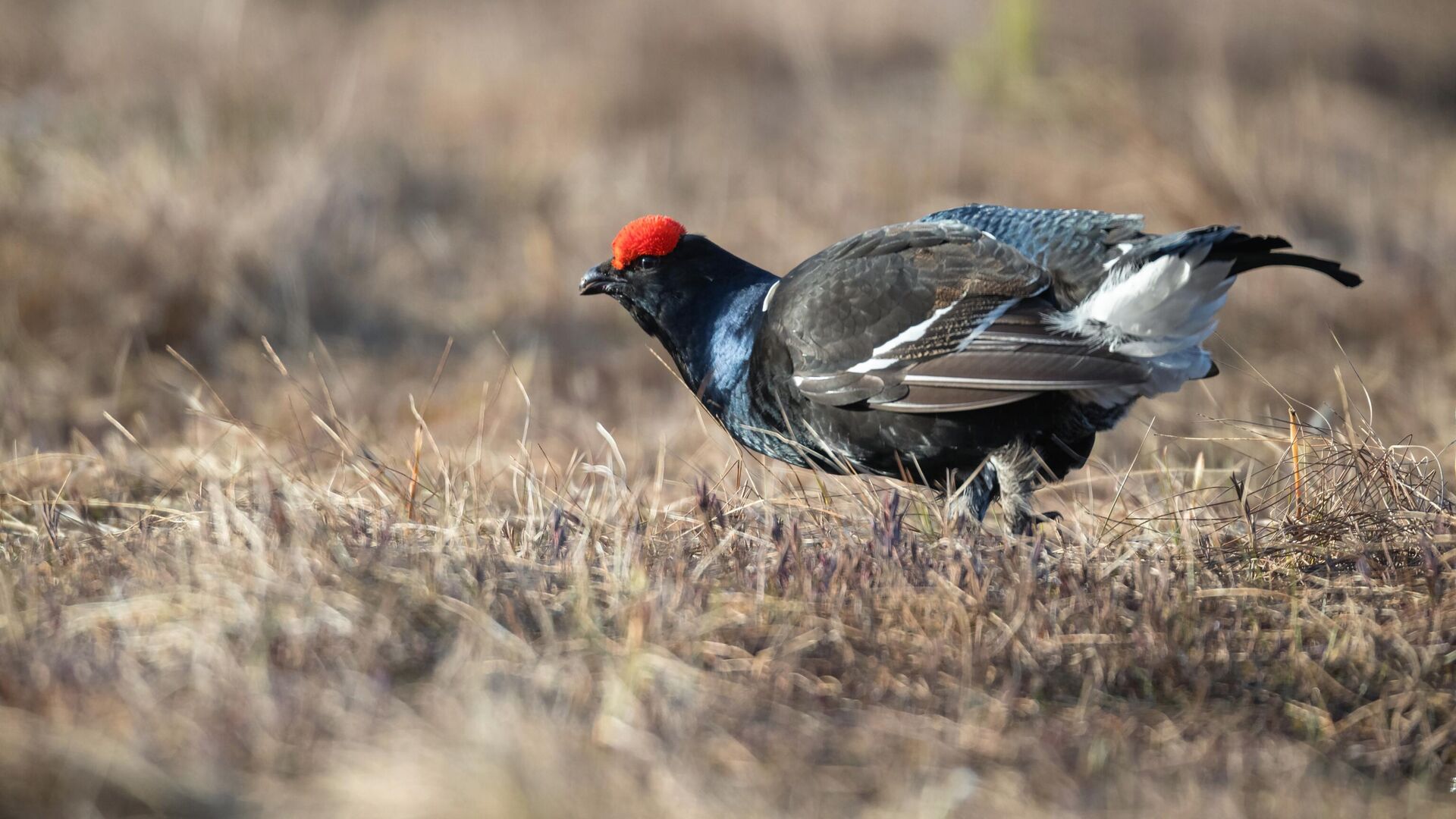 Тетерев на болоте - Sputnik Латвия, 1920, 09.09.2025