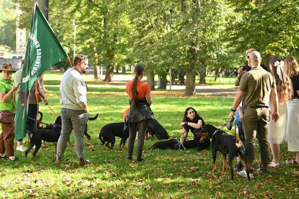 На мероприятии можно было встретить единственную охотничью породу, выведенную в Литве – литовских гончих. - Sputnik Латвия