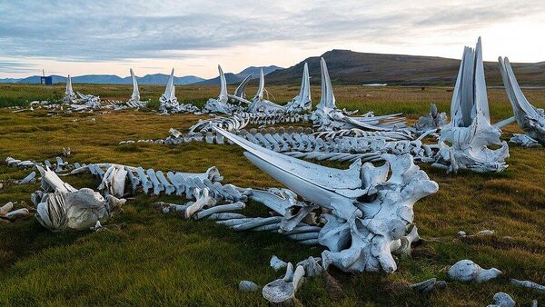 Кладбище левиафанов: скелеты китов на Чукотке сняли на видео с высоты - Sputnik Латвия