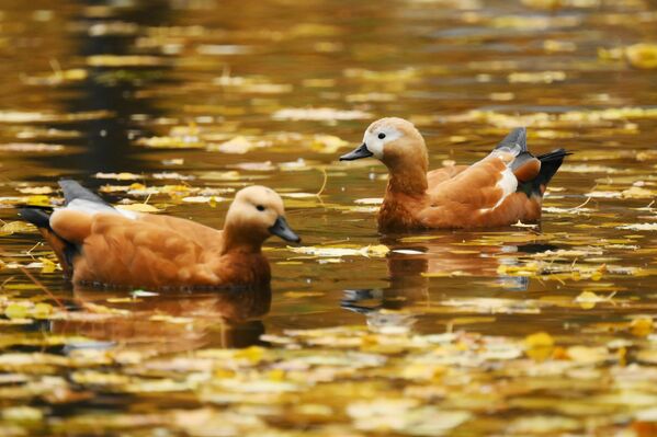 Утки в Нескучном саду в Москве - Sputnik Латвия