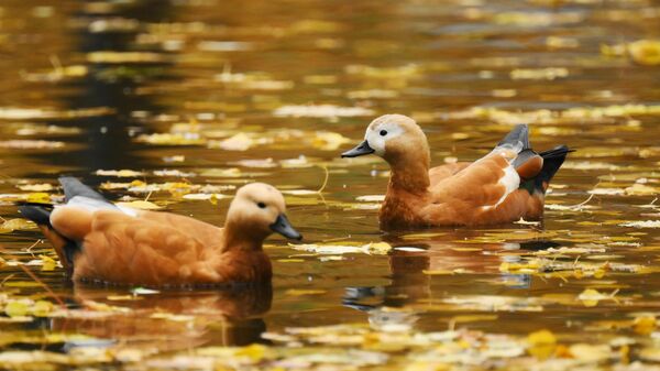Утки в Нескучном саду в Москве - Sputnik Латвия