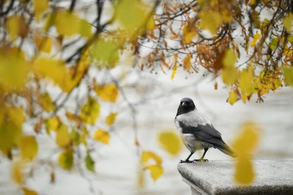 Ворона в Нескучном саду в Москве - Sputnik Латвия