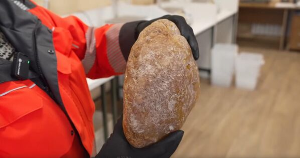 Крупные образцы балтийского янтаря весом более одного килограмма считаются уникальными в силу своей редкости. Появление таких экземпляров зависит исключительно от природных факторов. - Sputnik Латвия