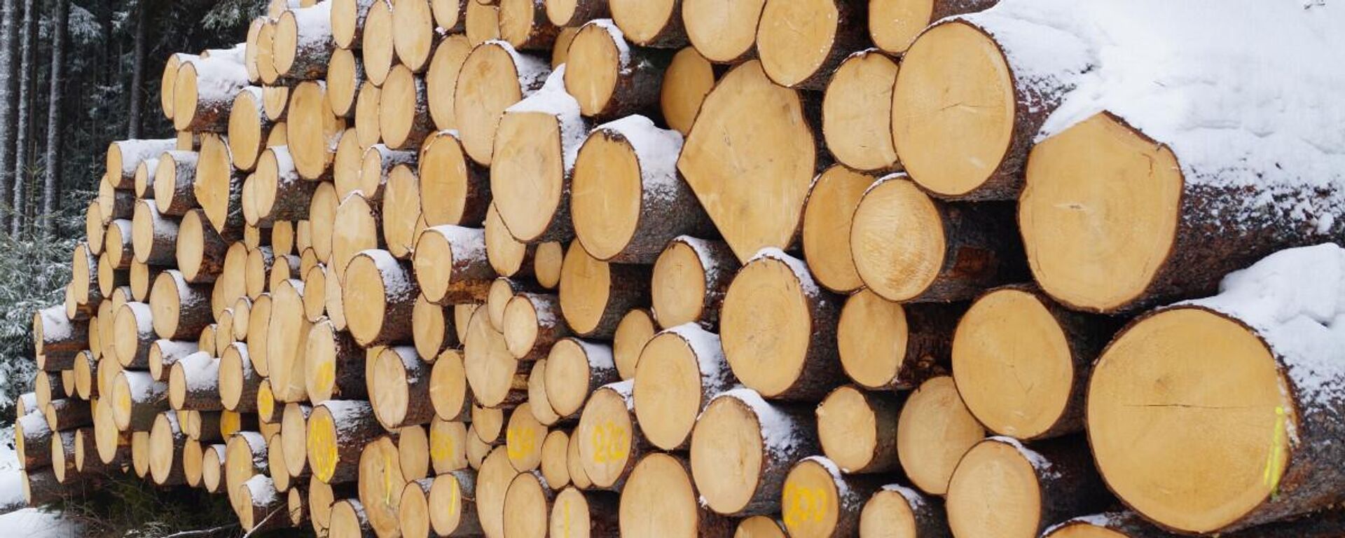 Заготовка леса  - Sputnik Латвия, 1920, 10.01.2026