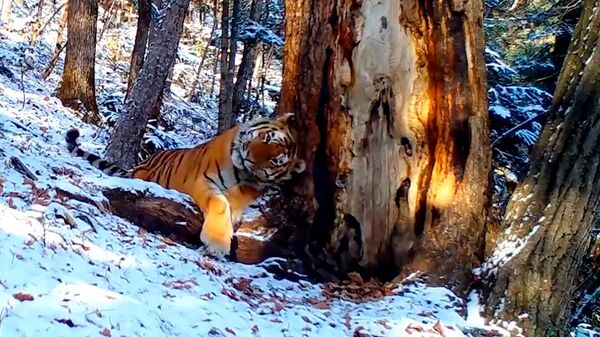 Фотоловушка сняла прилив нежности амурского тигра к вековой пихте - Sputnik Латвия